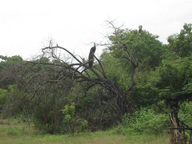 Caption 9 for image 9